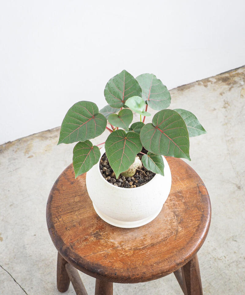 フィカス ペティオラリス ロクイチ植物店