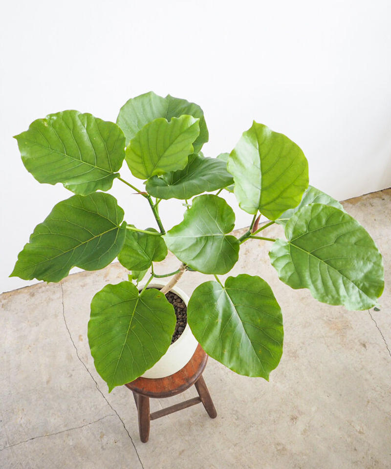 フィカス ウンベラータ ロクイチ植物店
