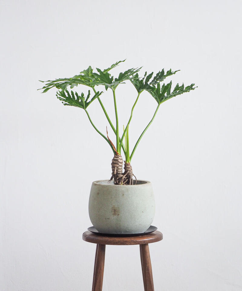 フィロデンドロン セローム ホープ ロクイチ植物店