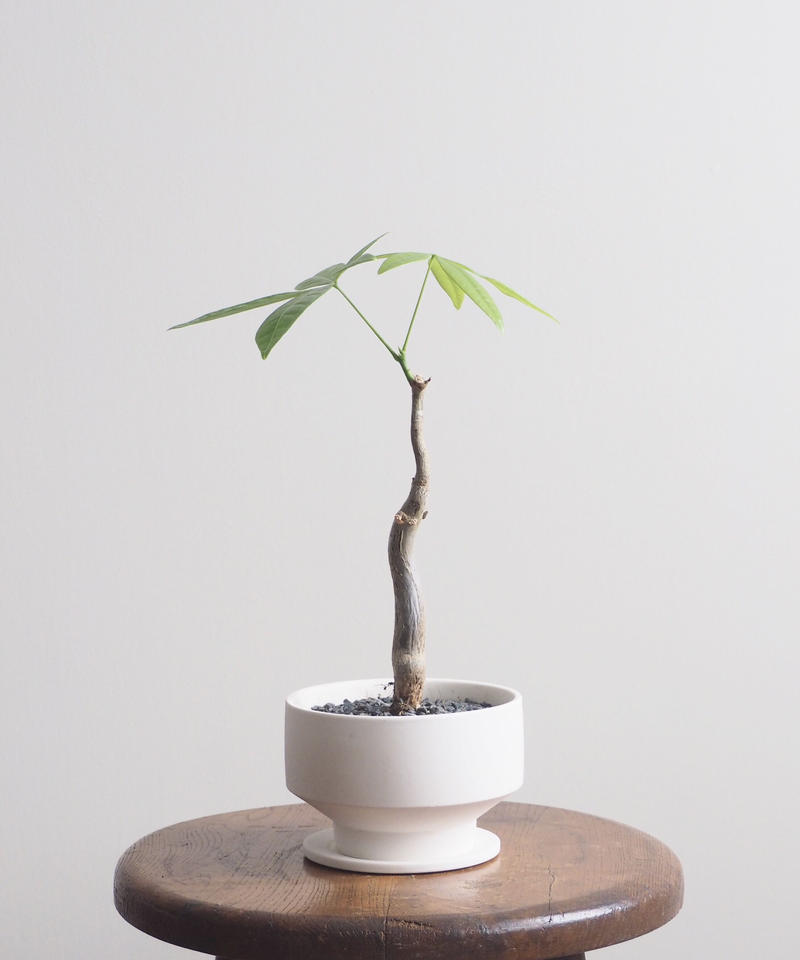 パキラ ウンリュウ ロクイチ植物店