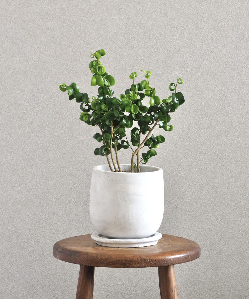 フィカス ベンジャミン バロック ロクイチ植物店