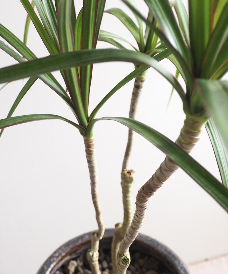 ドラセナ コンシンネ ロクイチ植物店