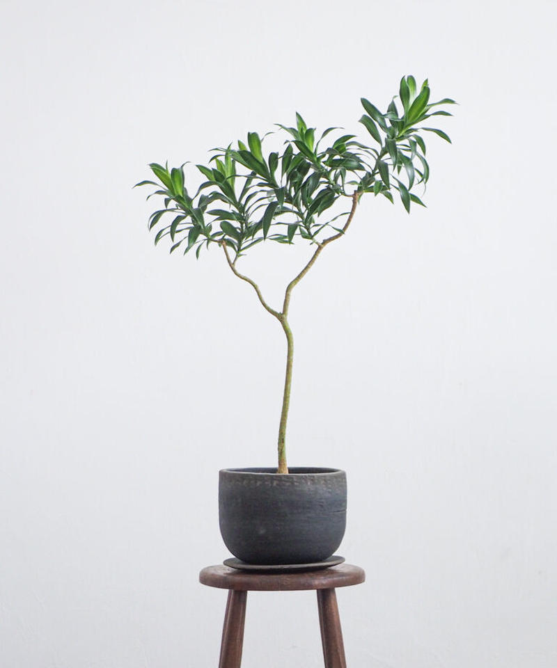 ドラセナ ソングオブジャマイカ ロクイチ植物店 ドラセナ ソングオブジャマイカ ロクイチ植物店