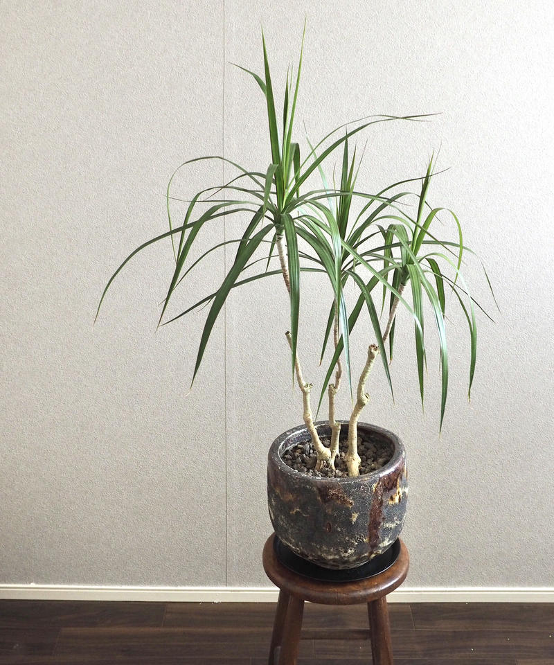 ドラセナ コンシンネ ロクイチ植物店