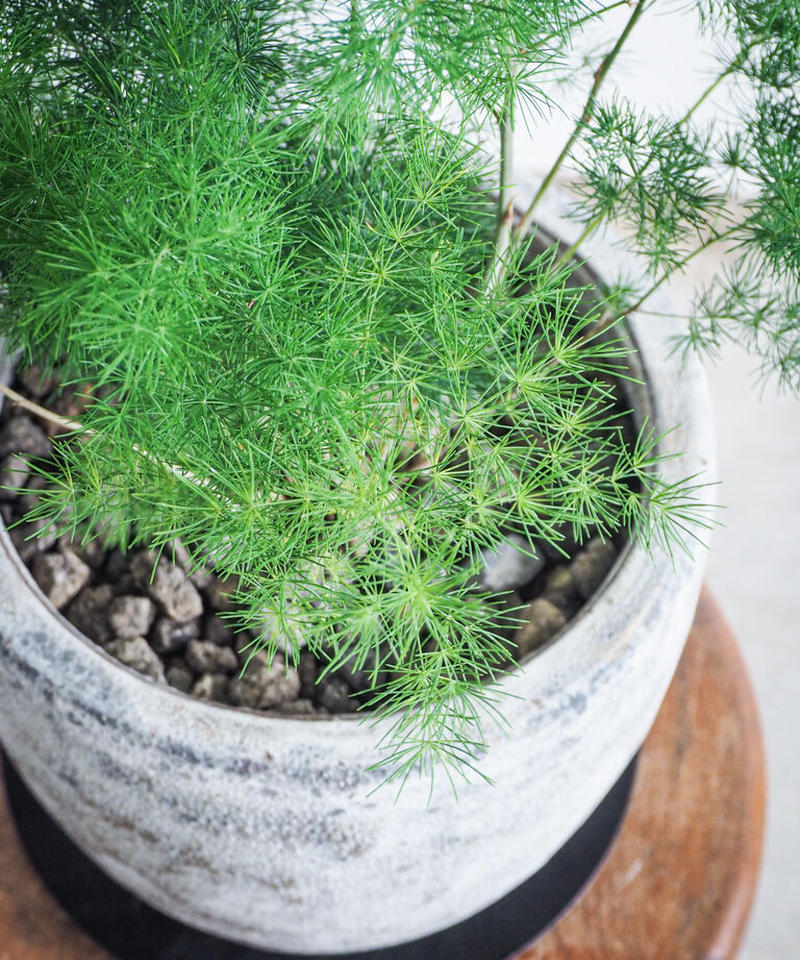 アスパラガス マコワニー ロクイチ植物店 アスパラガス マコワニー ロクイチ植物店