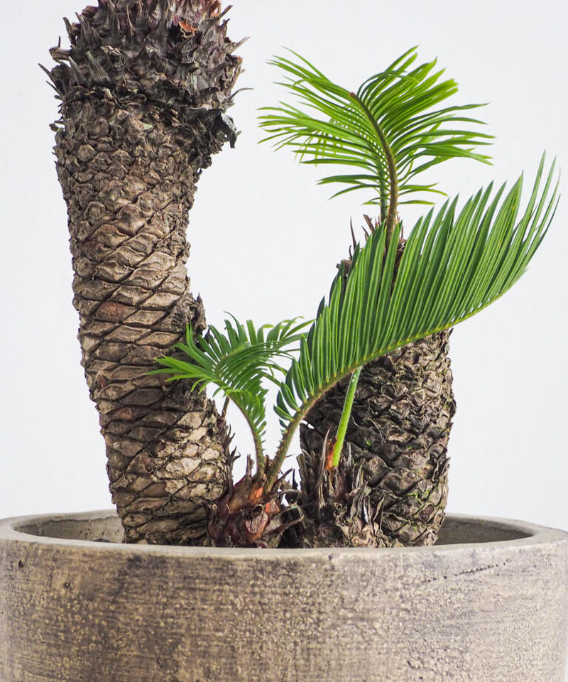 Cycas sexseminifera レア 希少種 塊根 蘇鉄 ソテツ