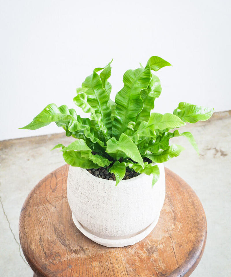 アスプレニウム エメラルドウェーブ ロクイチ植物店