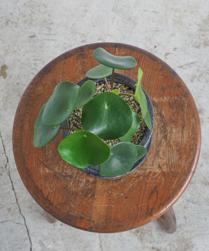 ペペロミア ジェイド ロクイチ植物店