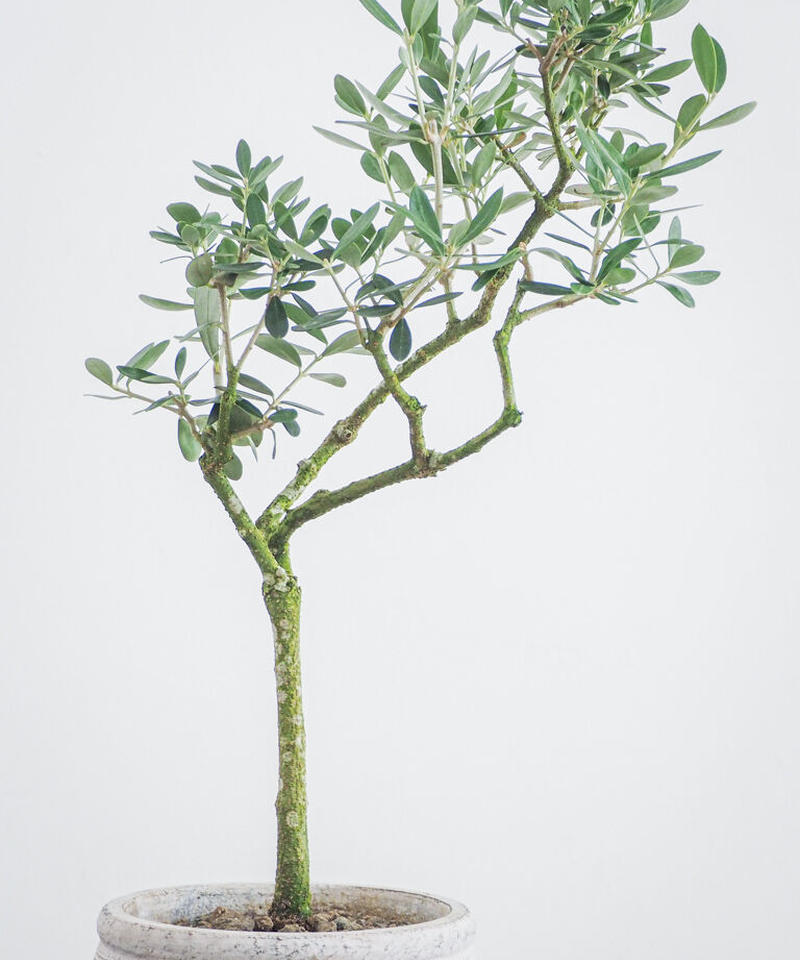 オリーブ ネバディロブランコ 屋外用 ロクイチ植物店