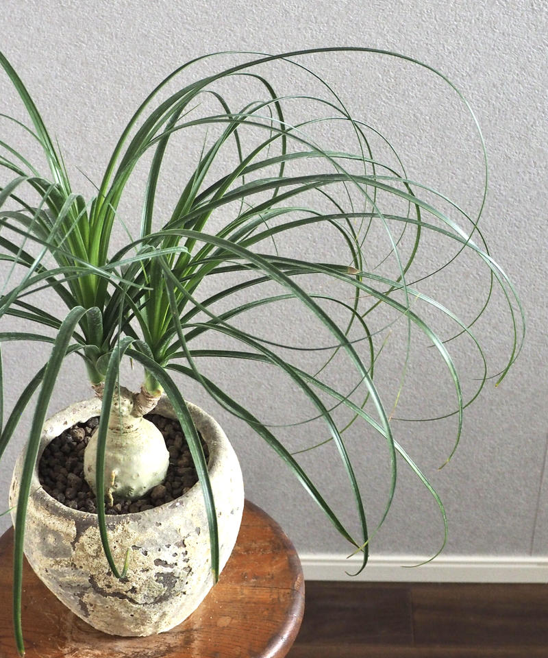 トックリラン ノリナ ポニーテール ロクイチ植物店 トックリラン ノリナ ポニーテール ロクイチ植物店
