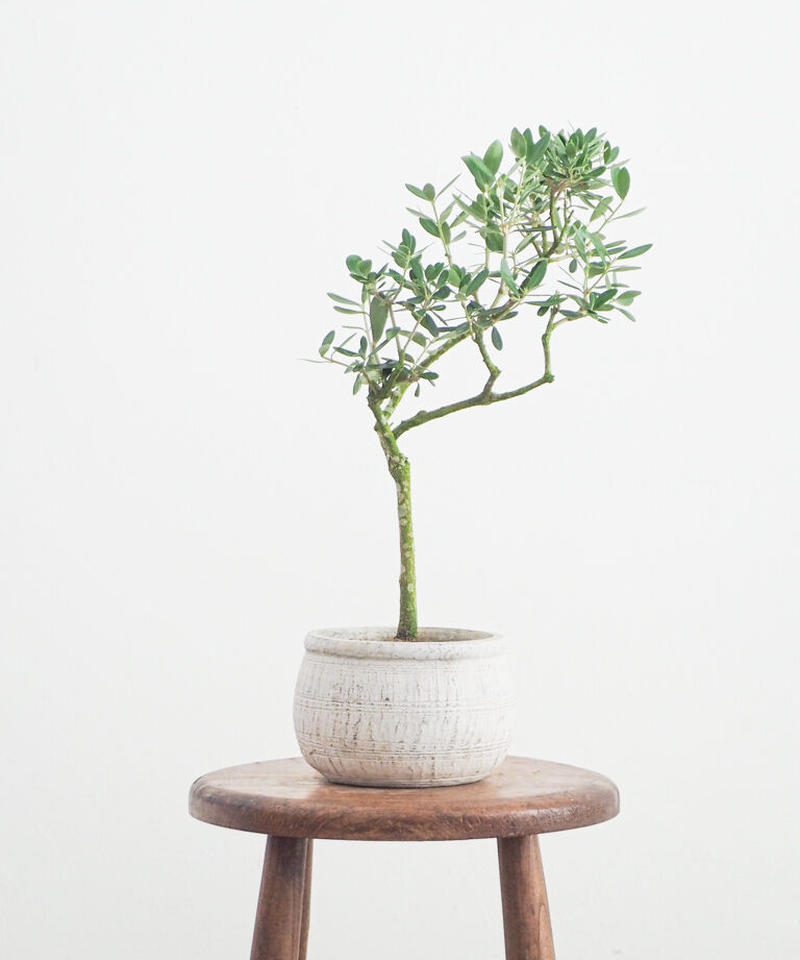 オリーブ ネバディロブランコ 屋外用 ロクイチ植物店