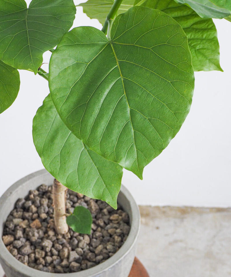 フィカス ウンベラータ ロクイチ植物店