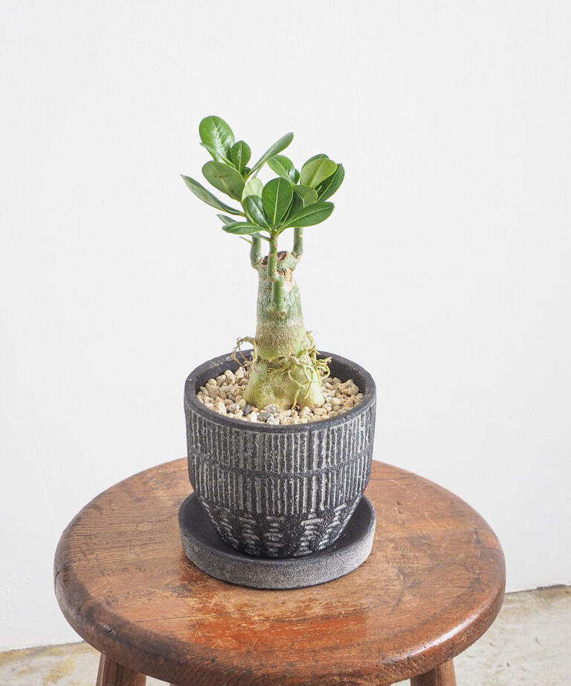 アデニウム オベスム ロクイチ植物店