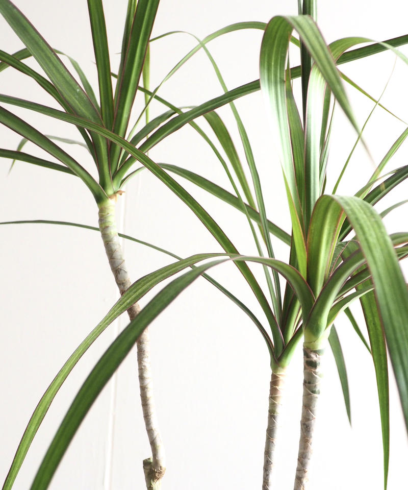 ドラセナ コンシンネ ロクイチ植物店