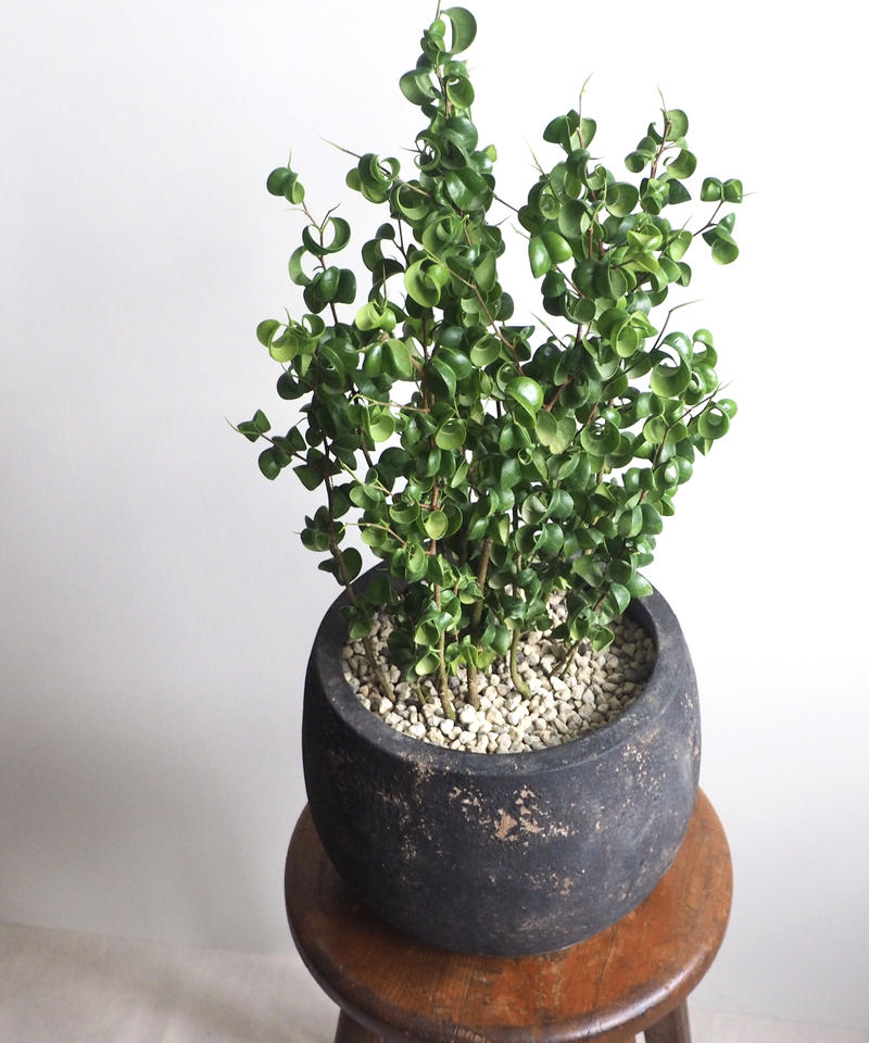 フィカス ベンジャミン バロック ロクイチ植物店