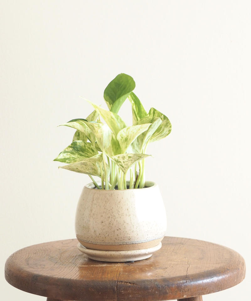 ポトス マーブルクイーン ロクイチ植物店