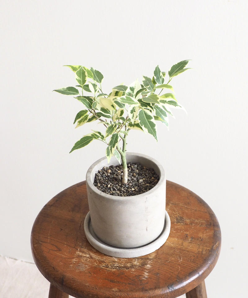 フィカス ベンジャミン バリエガータ ロクイチ植物店