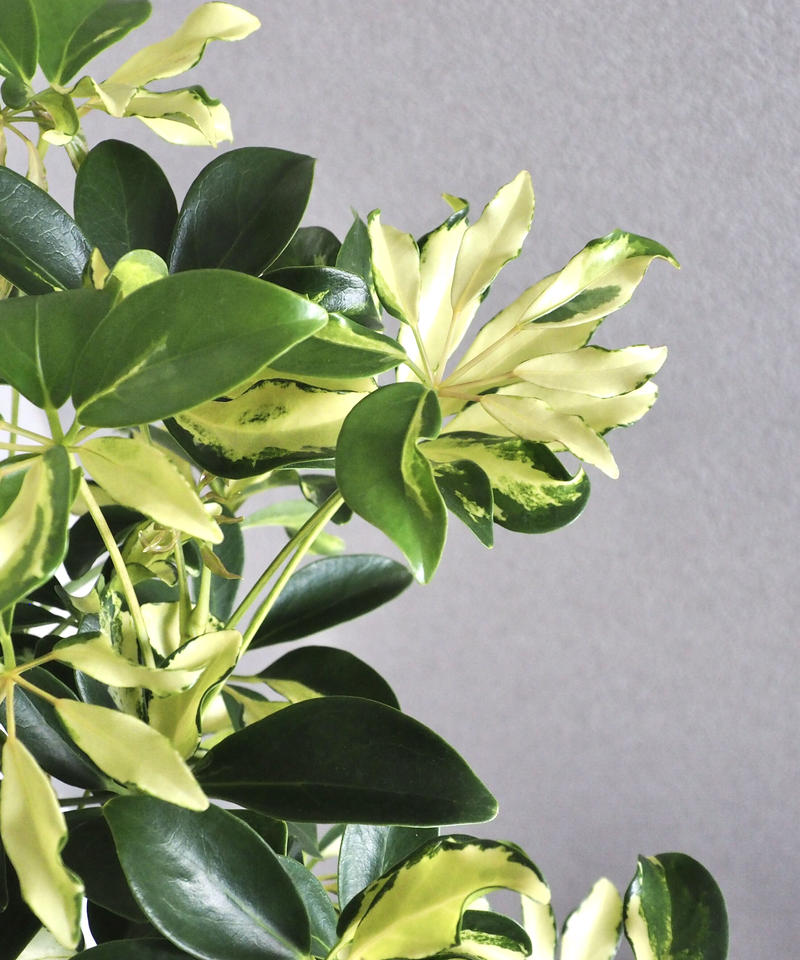 シェフレラ グランディ ロクイチ植物店