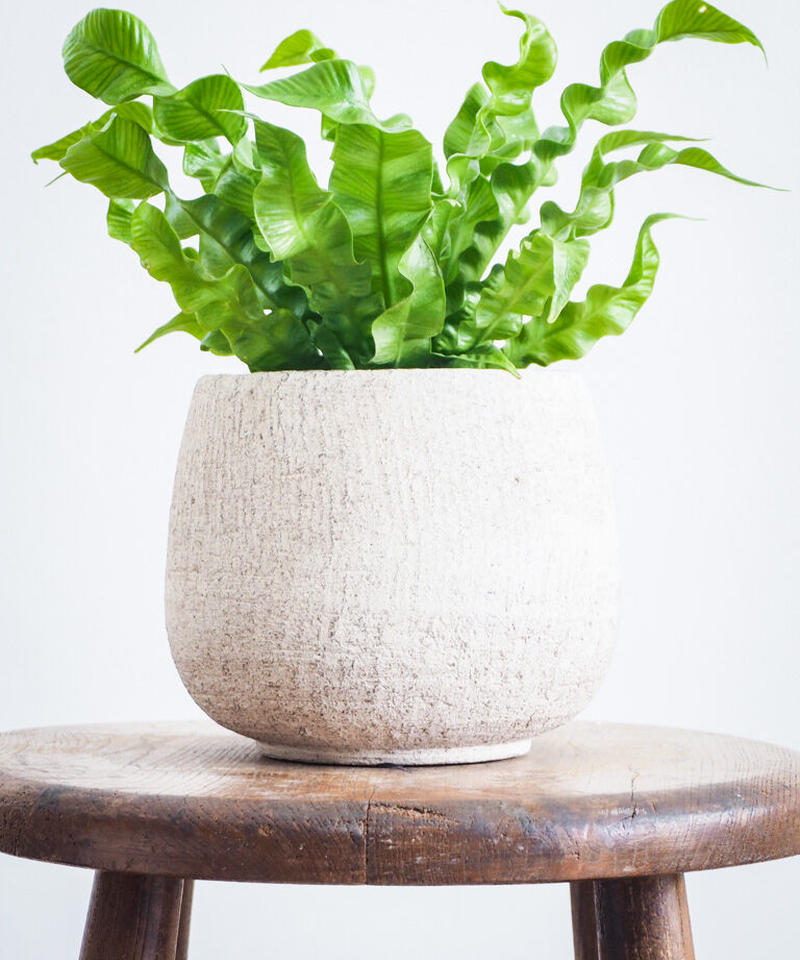 アスプレニウム エメラルドウェーブ ロクイチ植物店