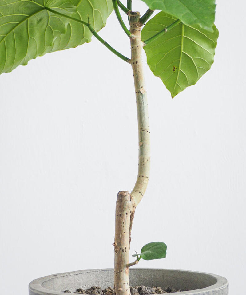 フィカス ウンベラータ ロクイチ植物店
