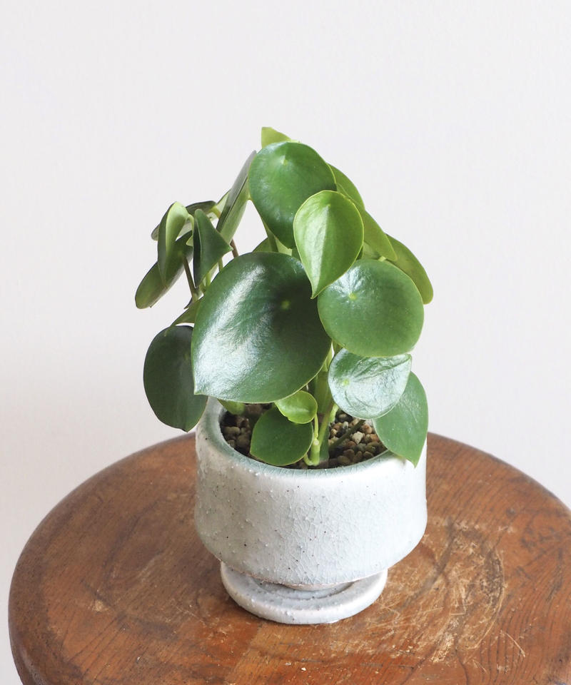 ペペロミア ジェイド ロクイチ植物店