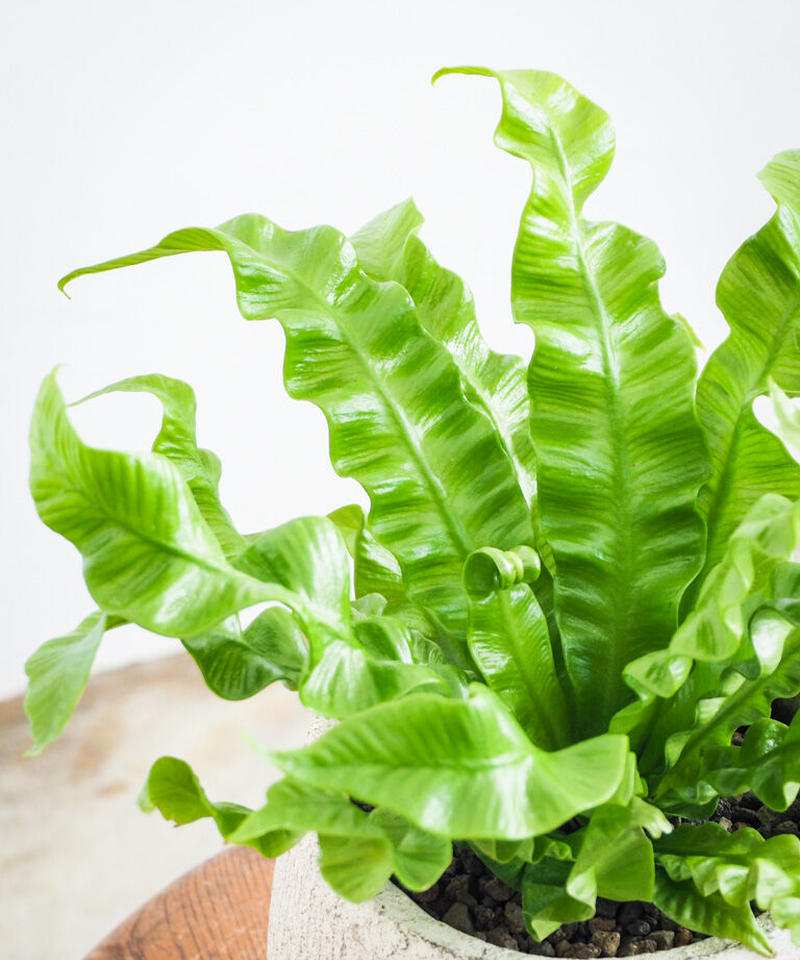 アスプレニウム エメラルドウェーブ ロクイチ植物店