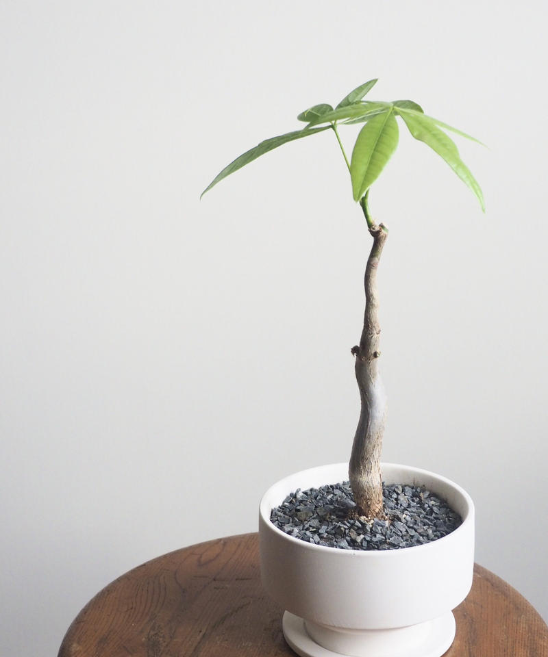 パキラ ウンリュウ ロクイチ植物店
