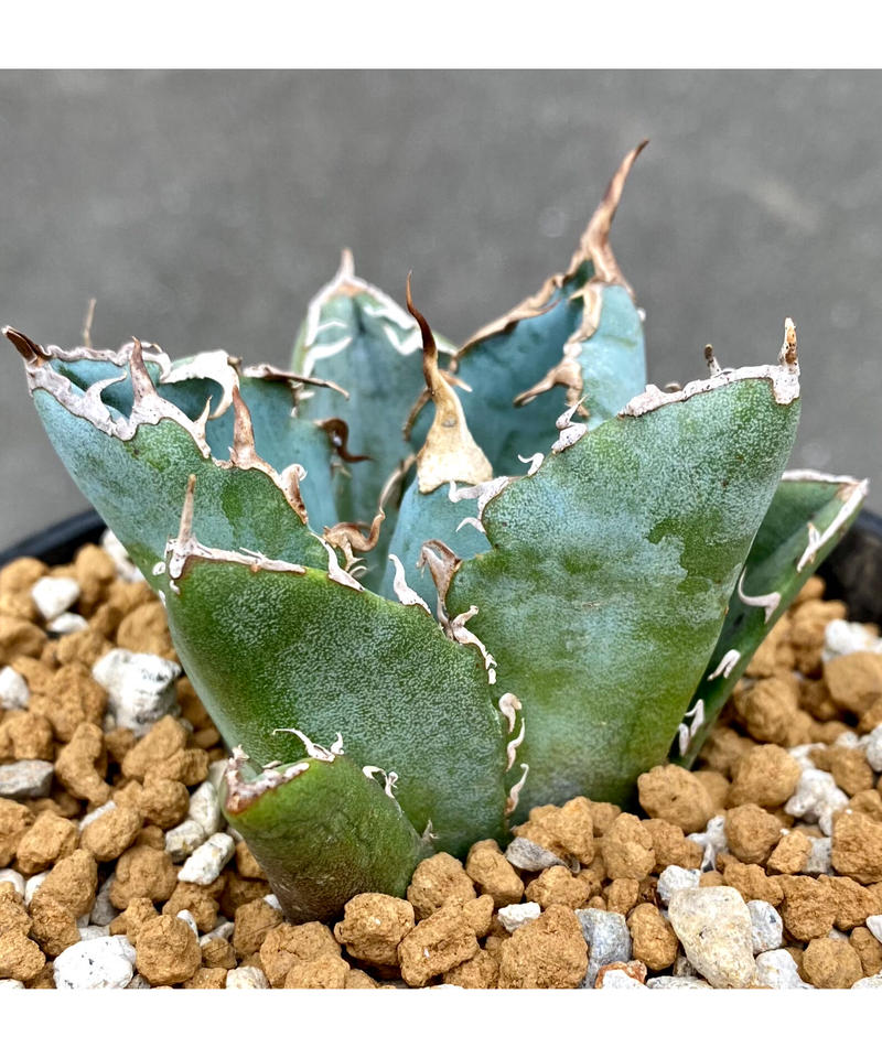 アガベ チタノタ Agave Titanota 白鯨 Lucky Summer Agave アガベ チタノタ Agave Titanota 白鯨 Lucky Summer Agave