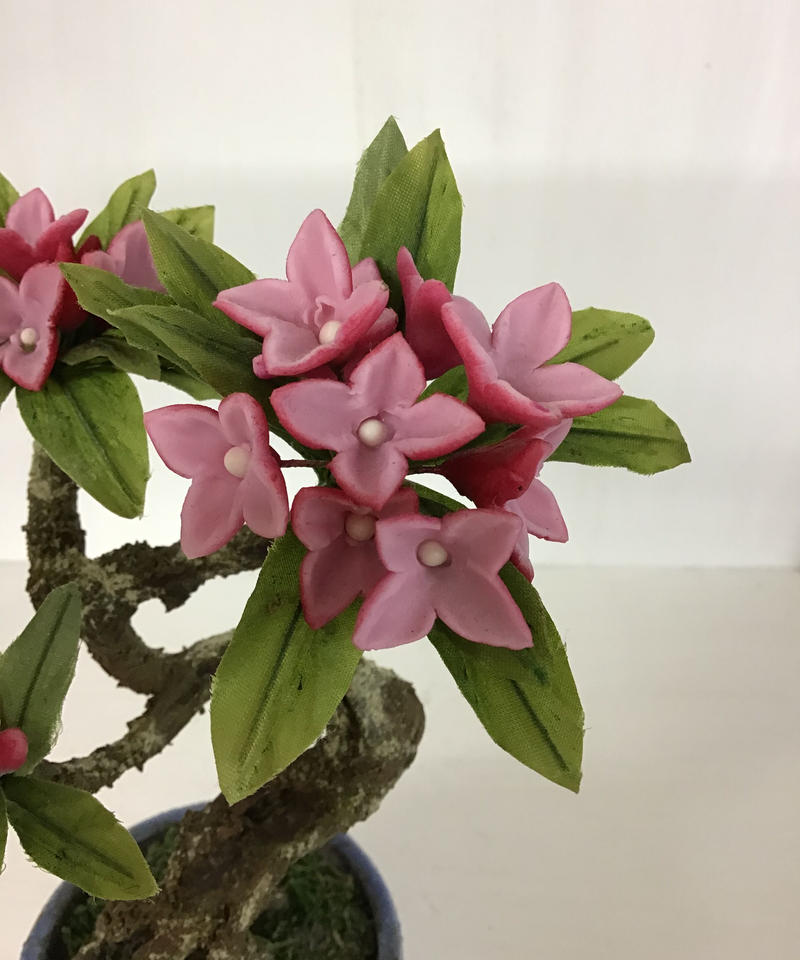 沈丁花 クラフト盆栽美術館
