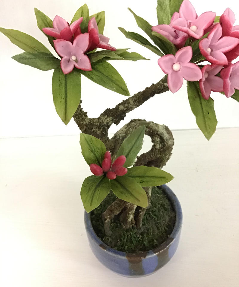 沈丁花 クラフト盆栽美術館