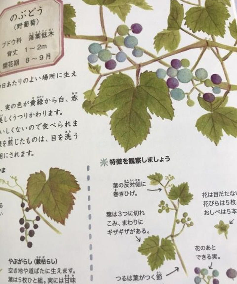 絵本 野の花えほん 秋と冬の花 みちのそら Store 絵本 野の花えほん 秋と冬の花 みちのそら Store