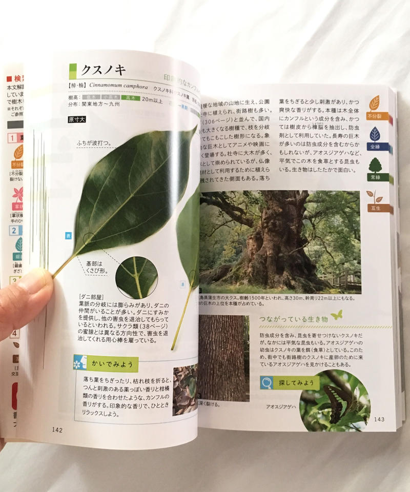 葉っぱで見わけ五感で楽しむ 樹木図鑑 もりのこと Onlineshop