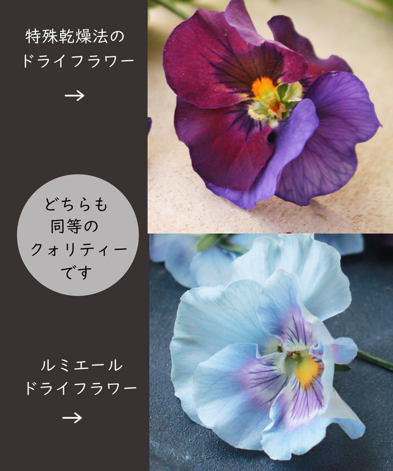 かんたん 綺麗 たくさん 生花そっくりに作る新しい乾燥法 ルミエールドライフラワー講座 シルバ
