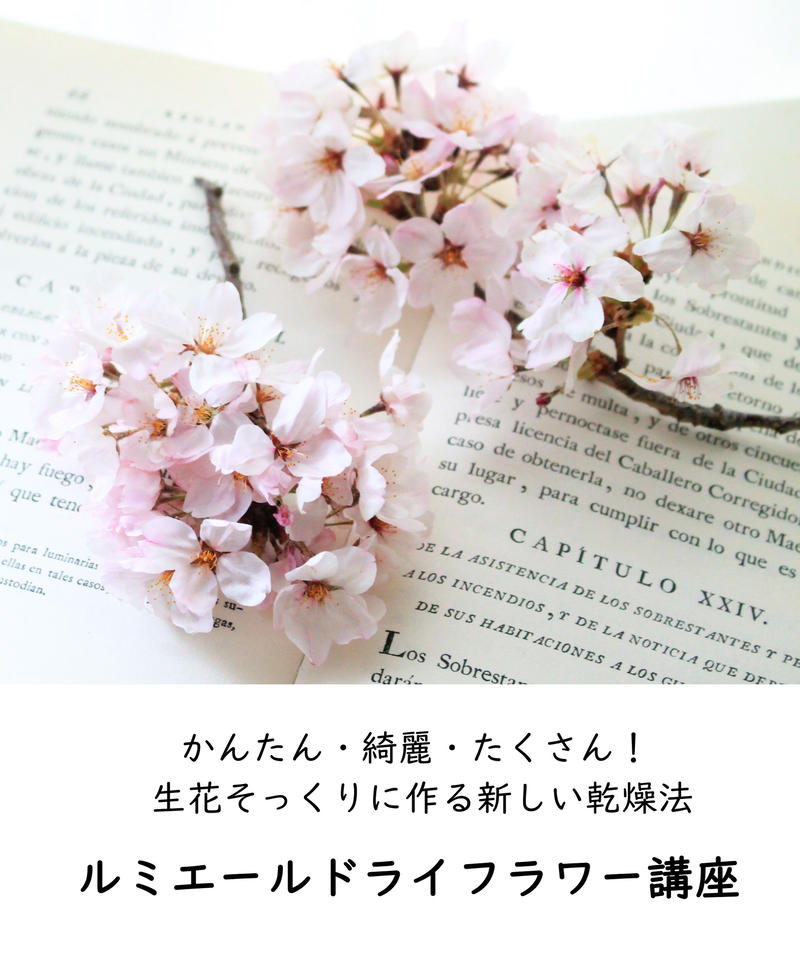 かんたん 綺麗 たくさん 生花そっくりに作る新しい乾燥法 ルミエールドライフラワー講座 プラチ