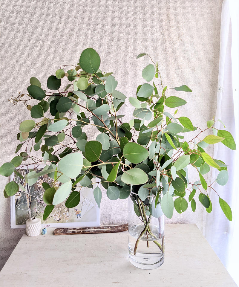 花瓶に挿してもドライフラワーにしてもok フレッシュなユーカリポポラスの5本セット May