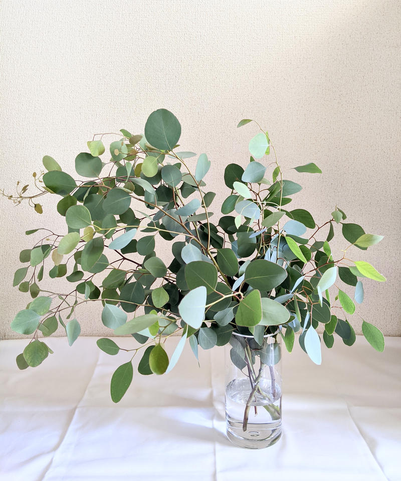 花瓶に挿してもドライフラワーにしてもok フレッシュなユーカリポポラスの5本セット May 花瓶に挿してもドライフラワーにしてもok フレッシュなユーカリポポラスの5本セット May