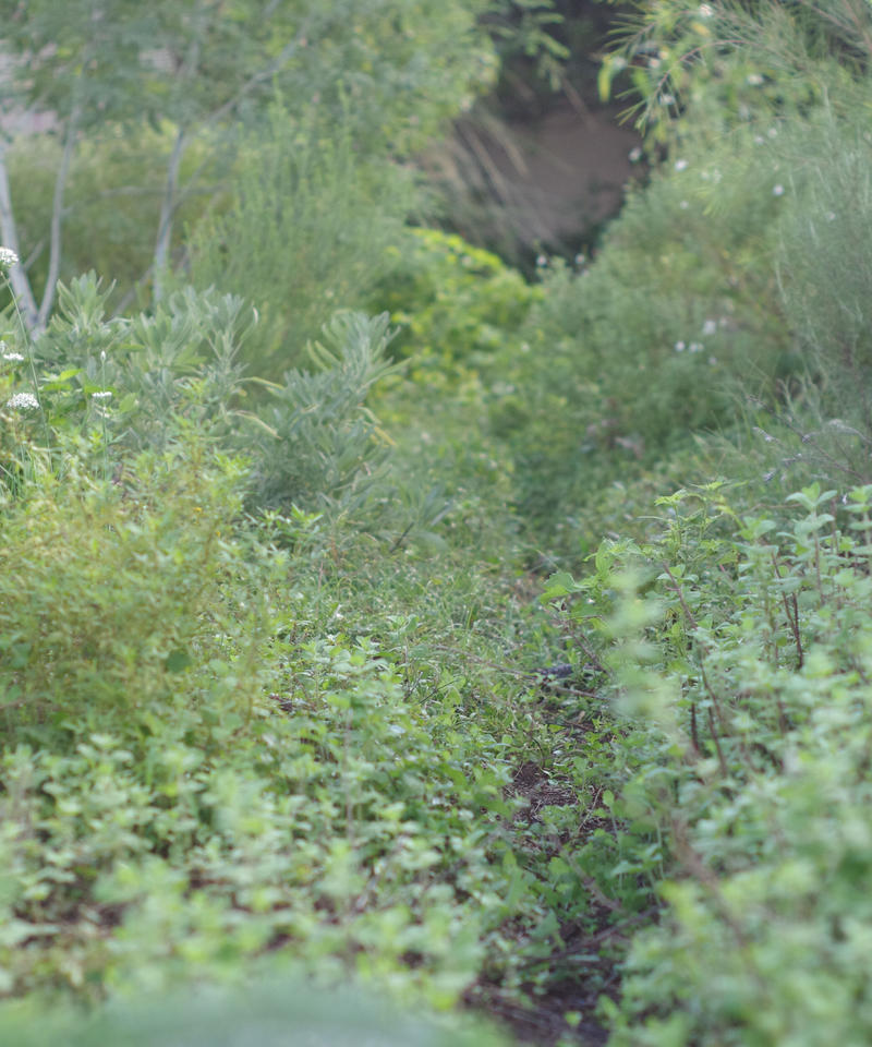 注目の福袋をピックアップ 7本 ドライフラワー シャリンバイ フラワー ガーデン