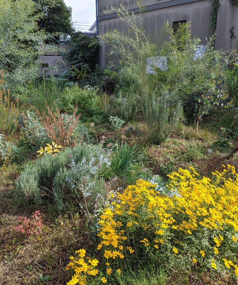 直売販売品 7本 ドライフラワー シャリンバイ フラワー ガーデン