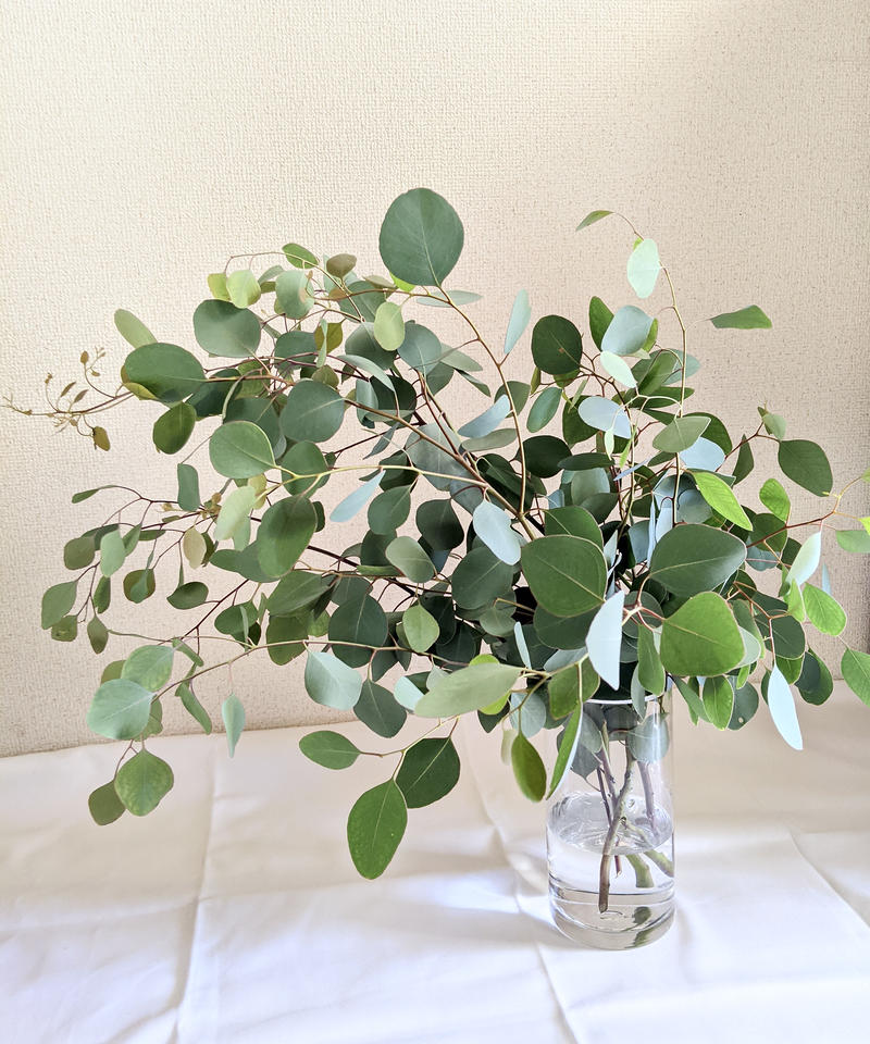 花瓶に挿してもドライフラワーにしてもok フレッシュなユーカリポポラスの5本セット May