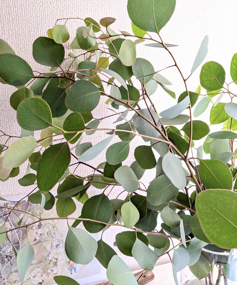 花瓶に挿してもドライフラワーにしてもok フレッシュなユーカリポポラスの5本セット May