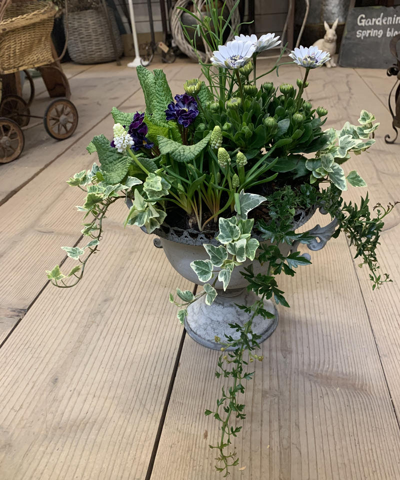 オステオスペルマム シルバーのブルーシックな寄せ植え Gardenshop Nonohana