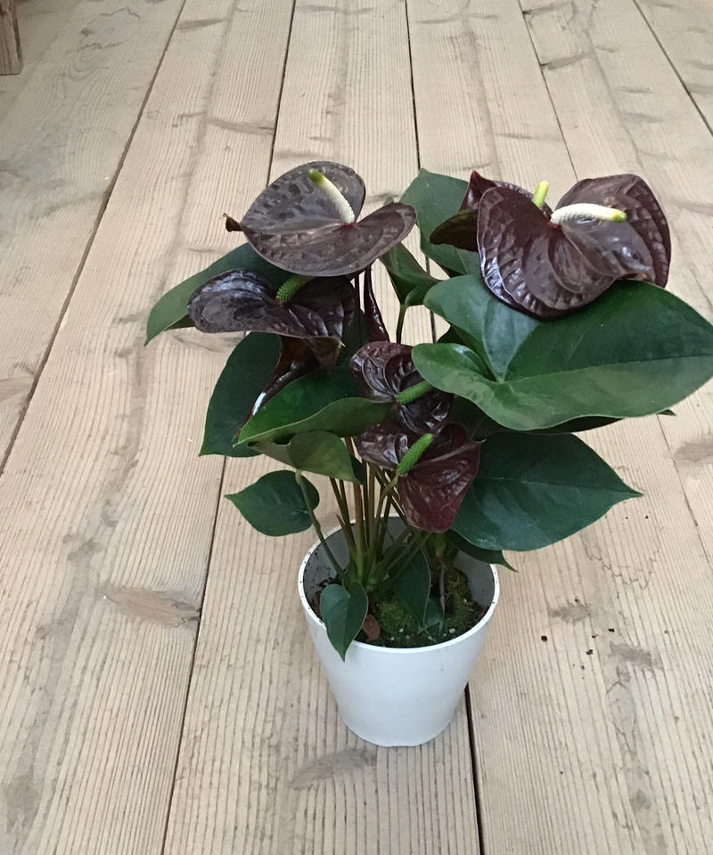 アンスリウム アンドレアナム ブラックラブ Gardenshop Nonohana