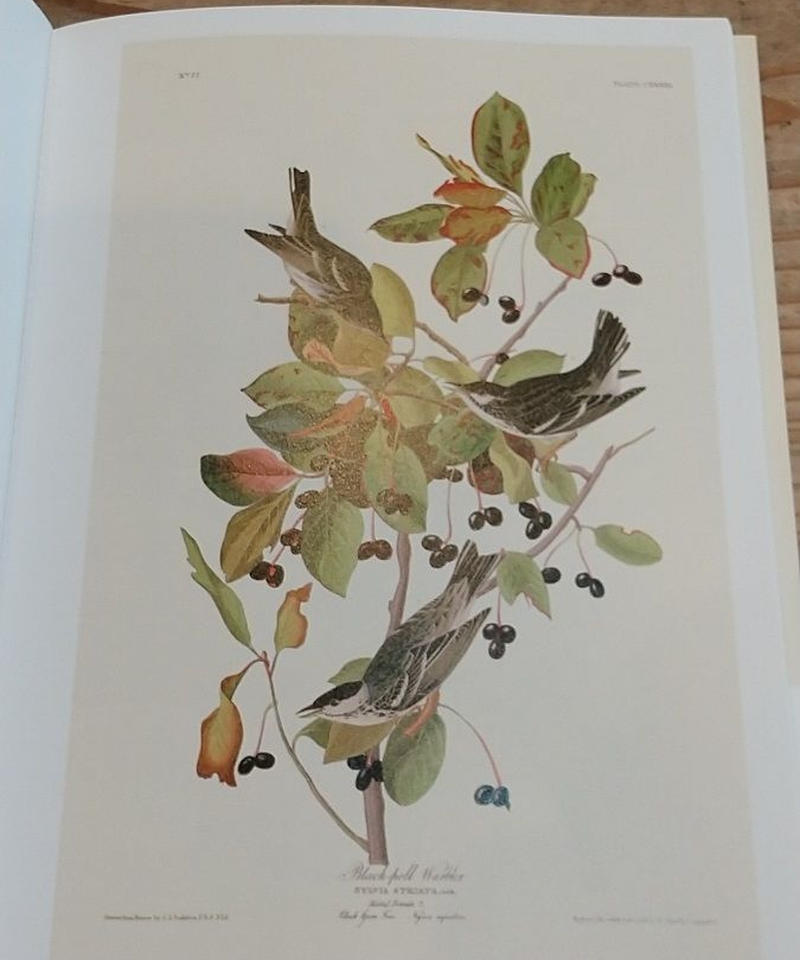 John James Audubon アメリカ鳥類博物画の本 fit=scale-down,w=1200