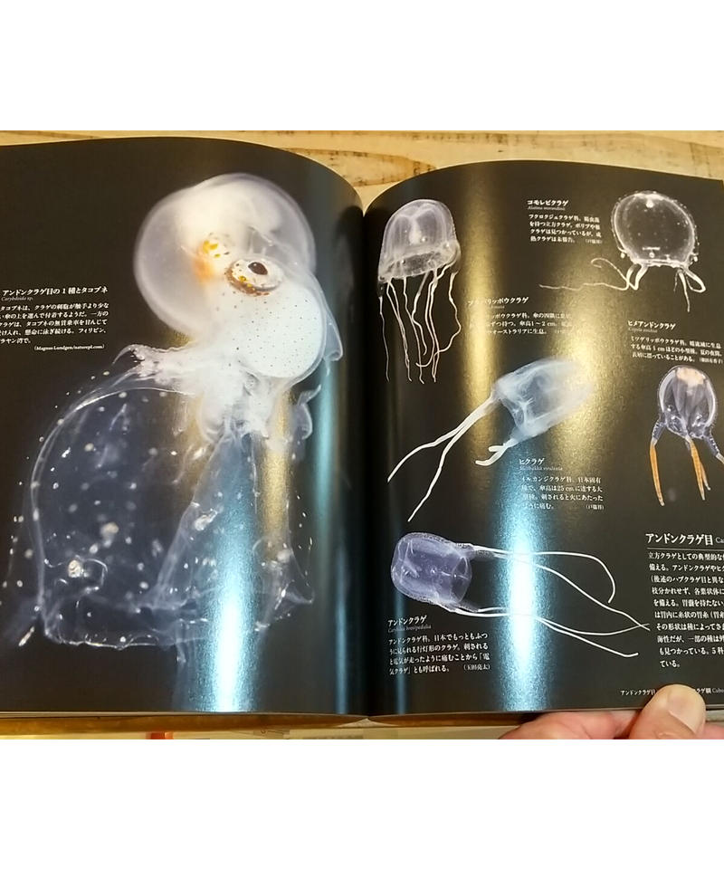 世界で一番美しいクラゲ図鑑 海中を優美に浮遊する神秘的な生態 Porvenirbookst