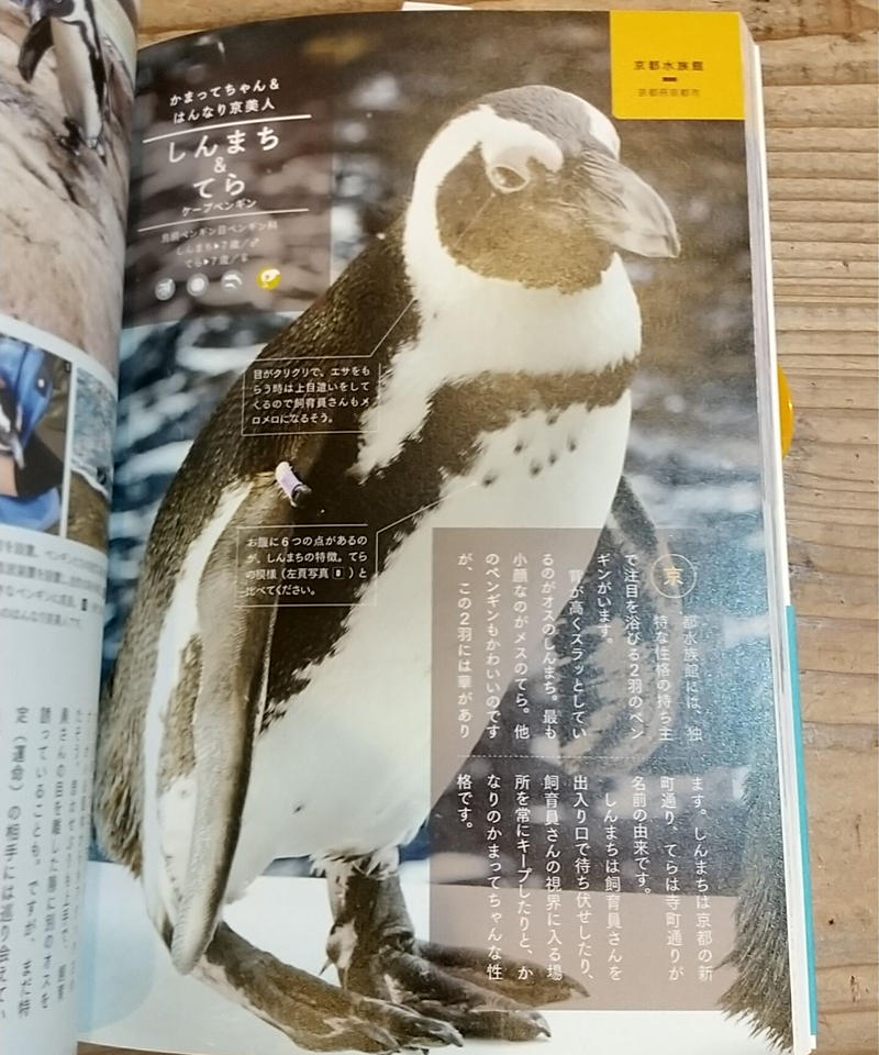 水族館めぐり Porvenirbookstore S Web Shop