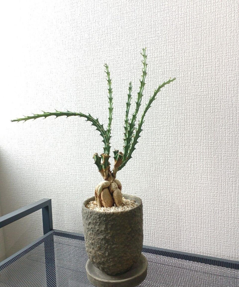 親株ユーフォルビア クンチー - fcloco.ge