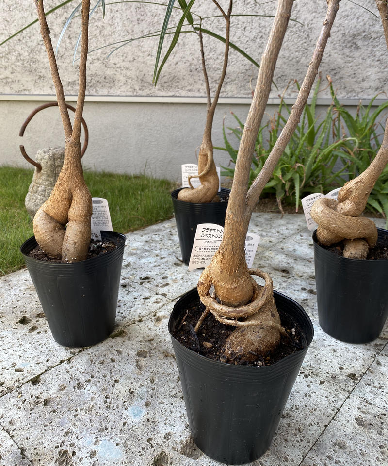 ボトルツリー ブラキキトン 送料込み 輪通販