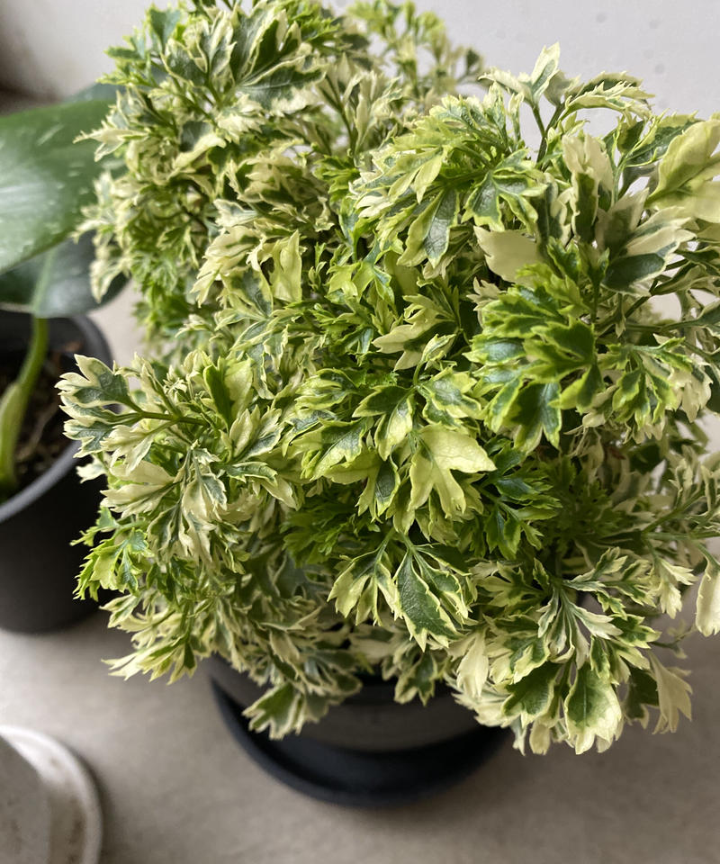 観葉植物 ポリシャス 3点セット 送料込み 輪通販