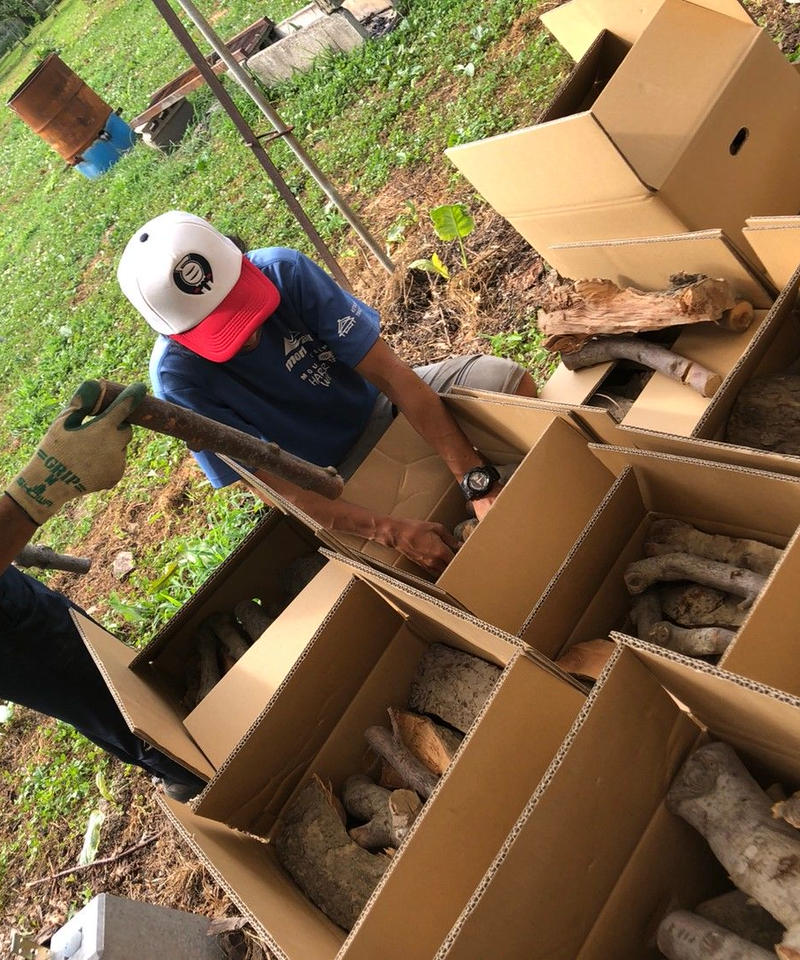 キャンプ 薪ストーブ 燃料 りんご 幹 枝 約30cm～40cm トンパック満