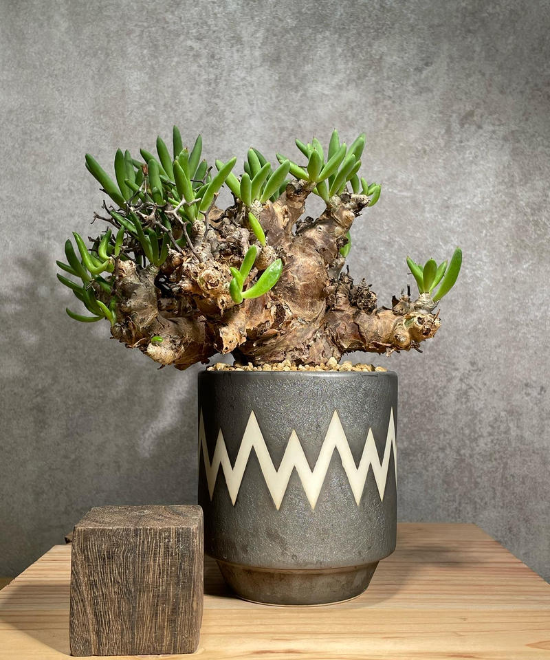 チレコドン レティキュラータス 万物想 現地株 スーパーアフロフォーム